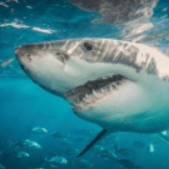 Week 4 - Summer 2023 - Shark Week + Cartooning